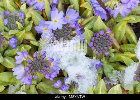 Espèce Primula entrée en fleur au début du printemps, à travers la neige. Banque D'Images