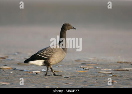 Juveniele Rotgans op het strand ; La Bernache cravant à ventre sombre sur la plage Banque D'Images