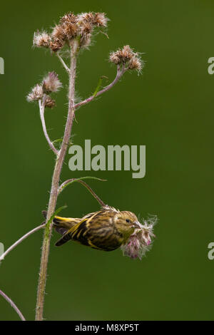 Dans foeragerend Sijs distel ; Eurasian Siskin en quête de thistle Banque D'Images