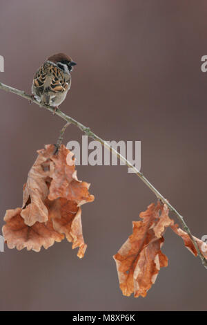 Op Ringmus takje ; des arbres Pinson sur branch Banque D'Images