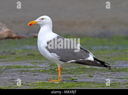 Mexicaanse meeuw, jaune-aux pieds, Larus livens Banque D'Images