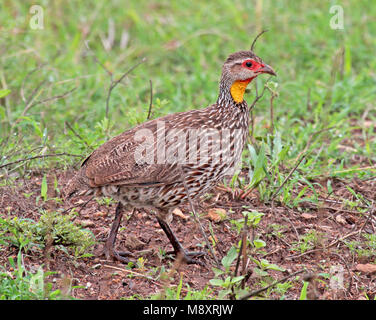 Geelkeelfrankolijn Francolin à bec rouge à col jaune, Banque D'Images