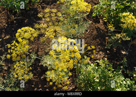De plus en plus d'épices aneth fleur dans le jardin haut Banque D'Images