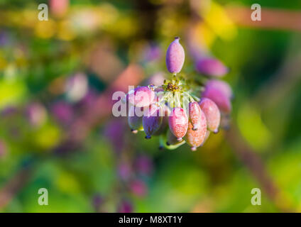 Un plan macro sur certains mahonia japonica bush de baies. Banque D'Images