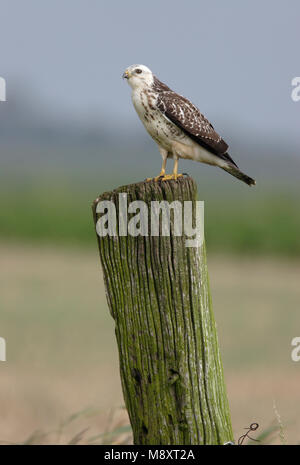 Buizerd ziitend op een paal ; Buse variable perché sur un poteau Banque D'Images