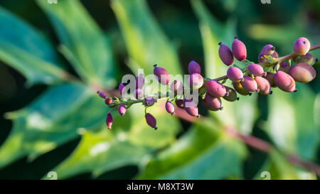 Un plan macro sur les baies d'un mahonia japonica bush. Banque D'Images