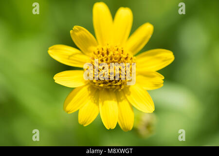 Plantes médicinales arnica montana Arnika Banque D'Images