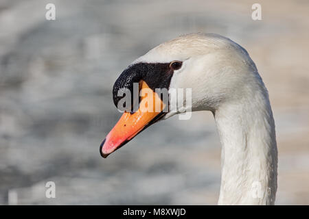 Cygne muet des profils close-up de tête, Knobbelzwaan des profils close-up Van kop Banque D'Images