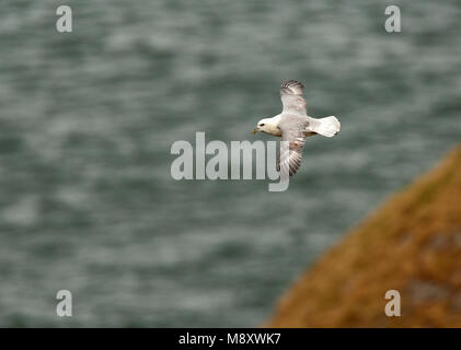 Noordse Stormvogel en viaje en avión ; le Fulmar boréal en vol Banque D'Images