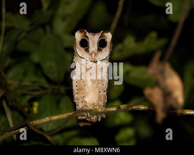 Bruine Uil zittend op tak ; Bay-Owl Oriental perché sur branch Banque D'Images