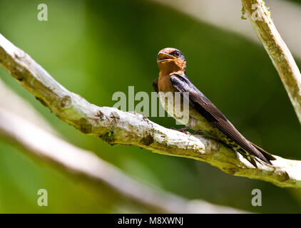 Welkomzwaluw zittend op tak ; Pacific Swallow perché sur branch Banque D'Images