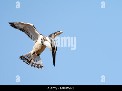 Bonte IJsvogel eau biddend boven op zoek naar voedsel, Pied Kingfisher planant au-dessus d'une piscine dans la recherche de nourriture Banque D'Images