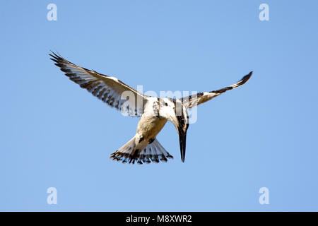 Bonte IJsvogel eau biddend boven op zoek naar voedsel, Pied Kingfisher planant au-dessus d'une piscine dans la recherche de nourriture Banque D'Images