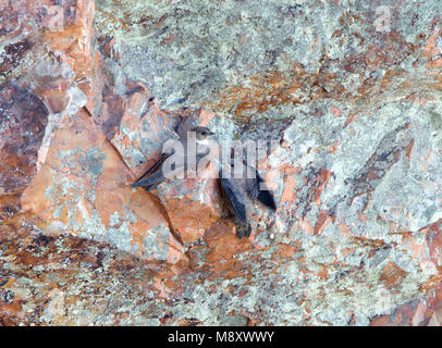 Rotszwaluw rencontré jong, Eurasian Crag Martin avec de jeunes Banque D'Images