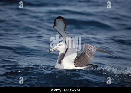 Albatros timide natation en mer ; Witkapalbatros zwemmend dans Zee Banque D'Images