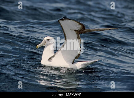 Albatros timide natation en mer ; Witkapalbatros zwemmend dans Zee Banque D'Images