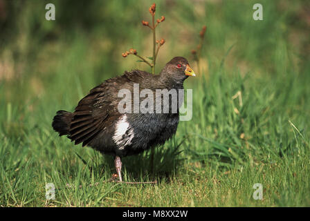 Originaire de Tasmanie Hen sur gras ; Tasmaans Waterhoen en gras Banque D'Images