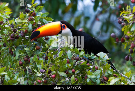 Toco Toucan dans Reuzentoekan ; bush op struik Banque D'Images