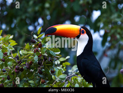 Toco Toucan dans Reuzentoekan ; bush op struik Banque D'Images