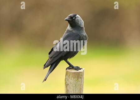 Kauw zittend paal op ; Western Jackdaw perché sur perche Banque D'Images