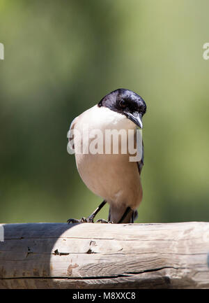 Blauwe Ekster, Azure-winged Magpie, Cyanopica cyanus ; Banque D'Images