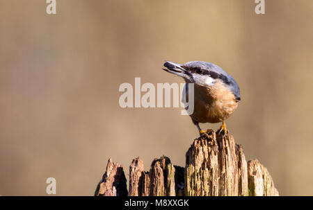 Boomklever zittend op een stronk Nederland, Bulbul à perché ona trunck Pays-Bas Banque D'Images