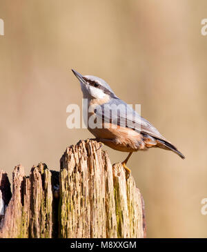 Boomklever zittend op een stronk Nederland, Bulbul à perché ona trunck Pays-Bas Banque D'Images