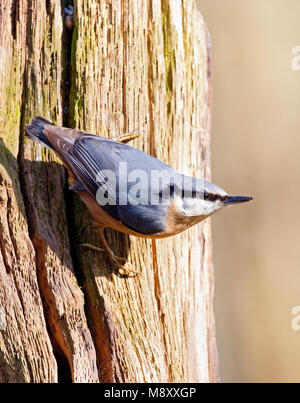 Boomklever zittend op een stronk Nederland, Bulbul à perché ona trunck Pays-Bas Banque D'Images