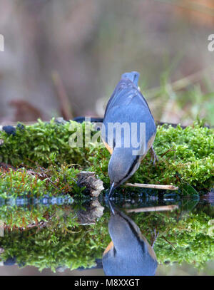 Boomklever zittend op een stronk Nederland, Bulbul à perché ona trunck Pays-Bas Banque D'Images