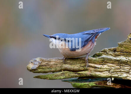 Boomklever zittend op een stronk Nederland, Bulbul à perché ona trunck Pays-Bas Banque D'Images