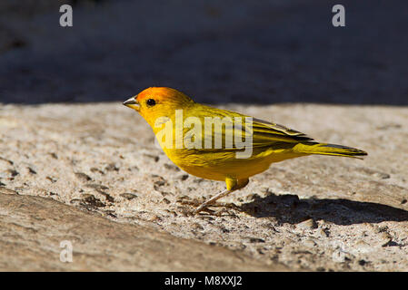 Saffraangors and-white, Safran Finch Banque D'Images