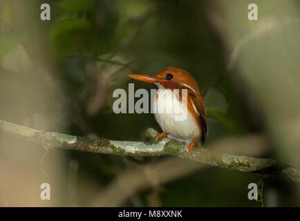 Madagaskardwergijsvogel Pygmy-Kingfisher, Madagascar Banque D'Images