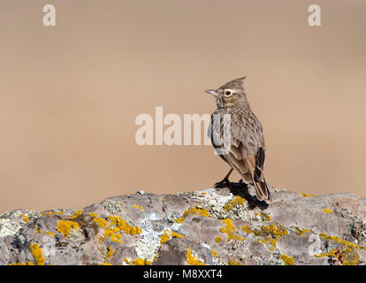 Kuifleeuwerik, Crested Lark Galerida cristata, Banque D'Images