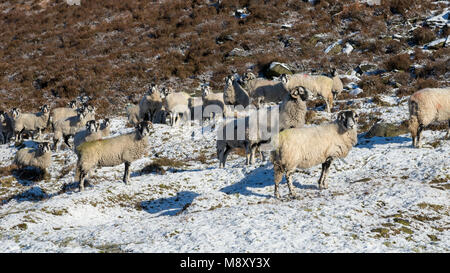 Moutons dans les collines du nord de l'Angleterre par un froid matin d'hiver mais lumineux. Banque D'Images