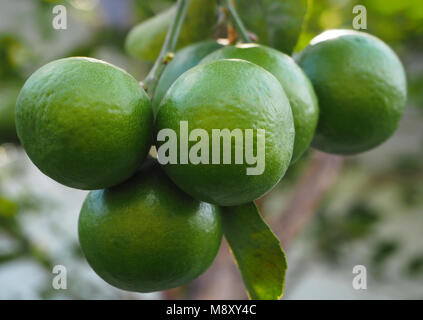 Un tas de citrons sur un Lemon Tree Banque D'Images