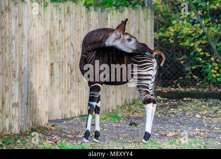 Belle Okapi dans le Zoo de Dublin Banque D'Images