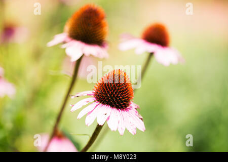 Échinacée pourpre (coneflowers purpúrea) poussant dans un champ. Banque D'Images