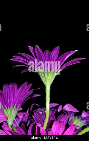 'Sunny Mary' osteospermum close-up Banque D'Images