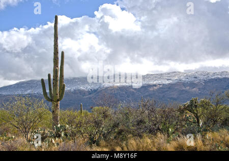 Un cactus géant saguaro se place en avant des montagnes couvertes de neige dans la région de Saguaro National Monument situé près de Tucson, en Arizona. Banque D'Images