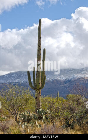 Un cactus géant saguaro se place en avant des montagnes couvertes de neige dans la région de Saguaro National Monument situé près de Tucson, en Arizona. Banque D'Images