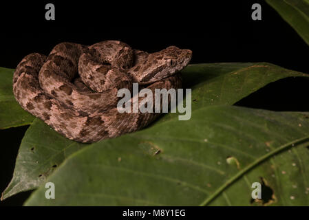 Un petit fer de lance (Bothrops atrox) recroquevillée sur une feuille dans la nuit, cette espèce est le plus dangereux serpent dans son aire de répartition. Banque D'Images