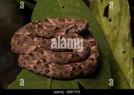 Un petit fer de lance (Bothrops atrox) recroquevillée sur une feuille dans la nuit, cette espèce est le plus dangereux serpent dans son aire de répartition. Banque D'Images