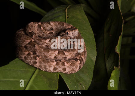 Un petit fer de lance (Bothrops atrox) recroquevillée sur une feuille dans la nuit, cette espèce est le plus dangereux serpent dans son aire de répartition. Banque D'Images