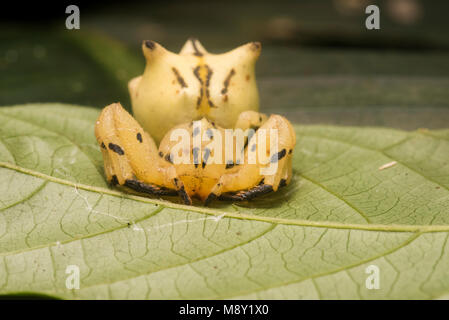 Une fleur araignée crabe mimic (Epicadus heterogaster) à partir de la jungle péruvienne. Banque D'Images