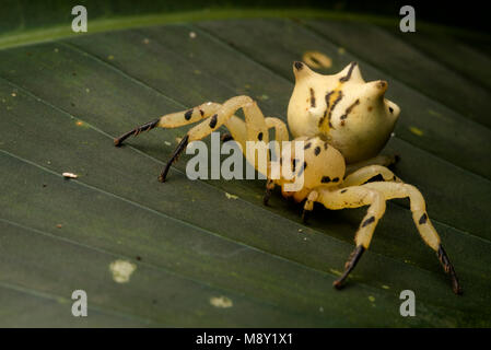 Une fleur araignée crabe mimic (Epicadus heterogaster) à partir de la jungle péruvienne. Banque D'Images