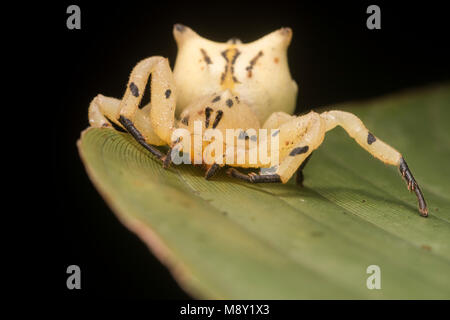 Une fleur araignée crabe mimic (Epicadus heterogaster) à partir de la jungle péruvienne. Banque D'Images