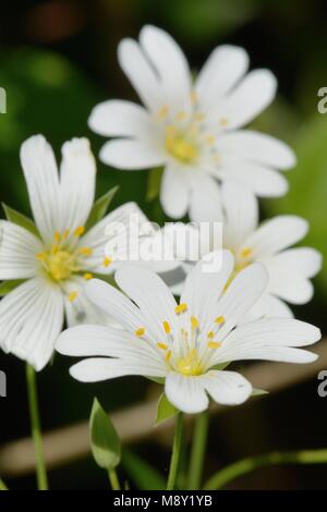 Close up de fleurs stellaire Banque D'Images
