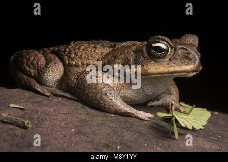 Une cane toad (Rhinella marina) du Pérou. Le Pérou est partie de son aire d'origine mais elle est devenue envahissante dans d'autres parties du monde. Banque D'Images