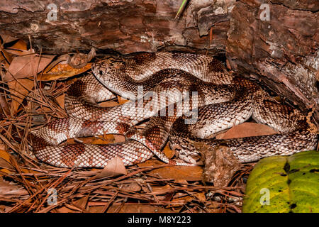 Pin de Floride (Pituophis melanoleucus serpent mugitus) Banque D'Images