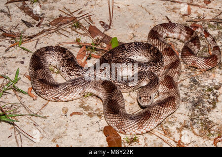 Pin de Floride (Pituophis melanoleucus serpent mugitus) Banque D'Images